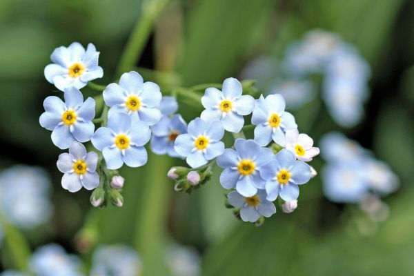 Wichtige Dokumente - Eheurkunde - Pietät Wegmann