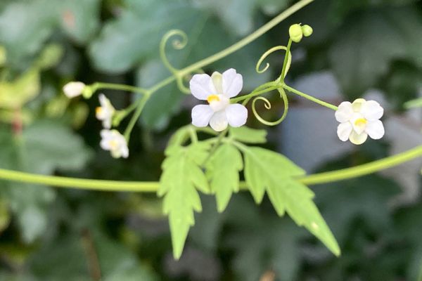Wichtige Dokumente - Scheidungsurteil - Pietät Wegmann